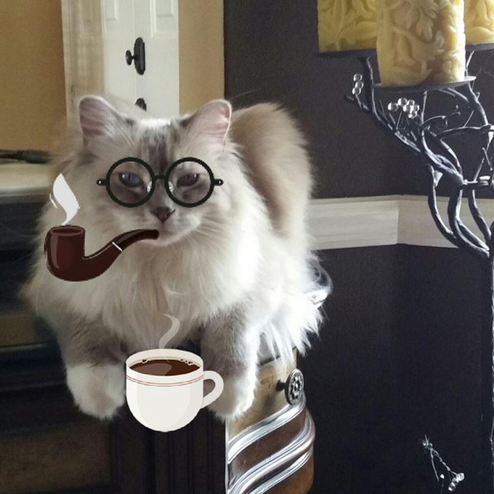 Aristocat ~ Jodico - "Jodi"